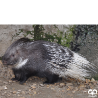 گونه تشی Indian Crested Porcupine